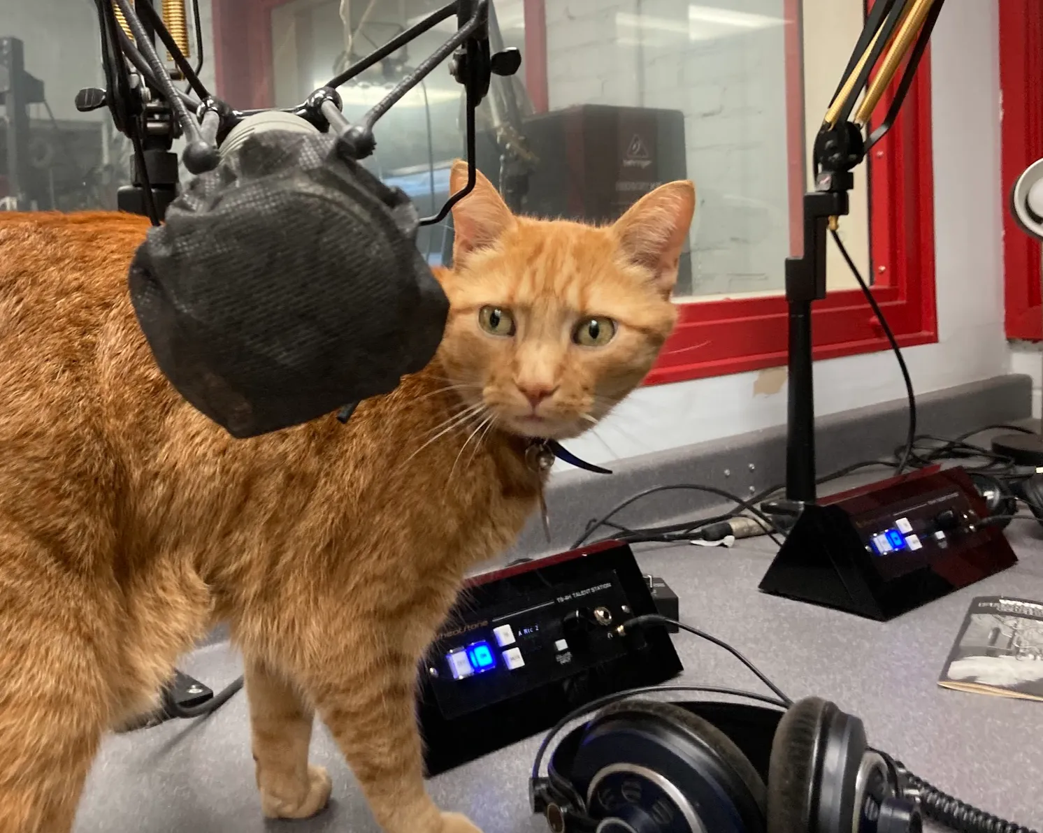 Harvard Radio News Feature: A Conversation with the Watton Family and Their Cats Remy and Gus