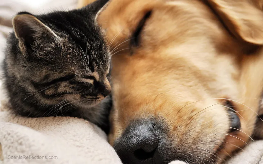 Pilot: The Dogg House Report